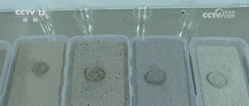 宠物友好理念撬动特色产业 从矿物洗选到特产出海的生态链革新